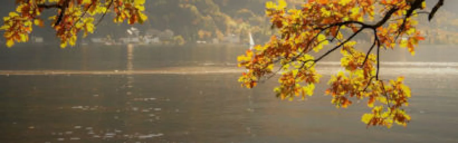 Tree branches full of autumn leaves overhanging the water